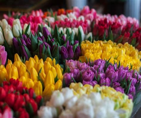 Siete alla ricerca dei fiori giusti da regalare in occasione di un compleanno? Fiori: Immagini e foto da condividere | Sapevatelo
