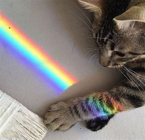 Pinterest Ayeeitstre♡ With Images Cat Aesthetic Rainbow Cat Cute