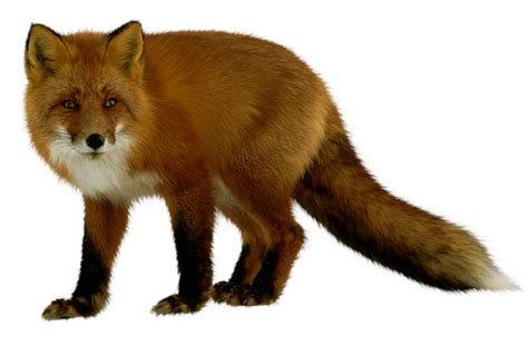 Fox Png Transparent Image Download Size 500x329px