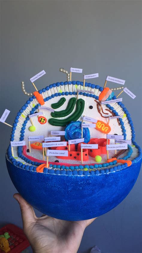Maquete De Celula Animal Com Material Reciclavel