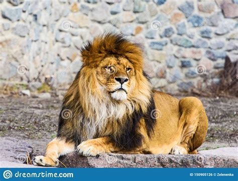 Beautiful Mighty Lion Stock Photo Image Of Large Mighty 150905126