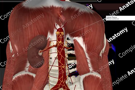 Celiac Plexus Complete Anatomy