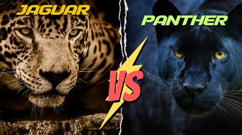Jaguar Vs Panther Jaguar And Black Panther Explained And Compared