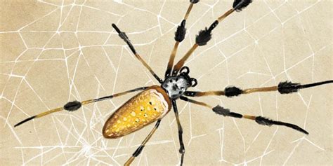 Face Your Fears And Take A Closer Look At The Giant Banana Spider