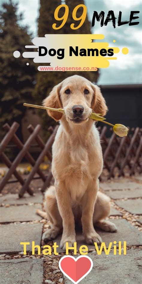 They often have a sweet tooth and will have a tendency to beg if given the opportunity. 100+ Unique Boy Dog Names (& Meanings)That You Don't Hear ...