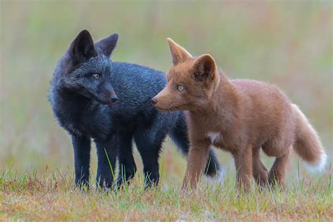 Red Fox Kits Photograph By Bo Wang Pixels