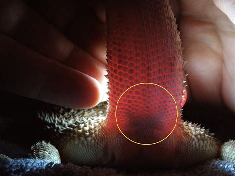 Bearded Dragon Gender Flashlight A Way To Know Lizard Genders