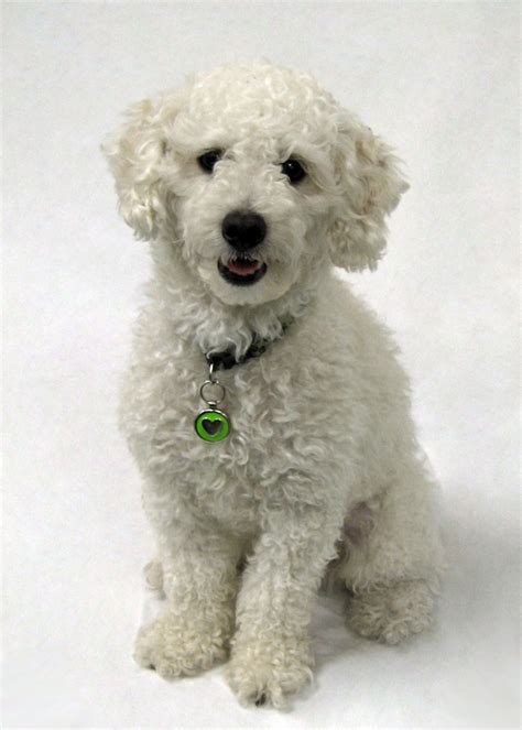 Looks Like My Dog Rylee Bichon Poodle Mix Poochon This Must