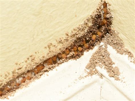 Termite Thrasher Termite And Pest Control