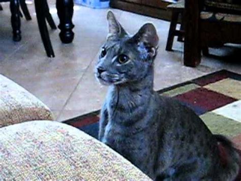 Specializing in f1 savannahs and f2 savannah cats. My F2 Blue Savannah male cat, Kenken is just like a dog ...
