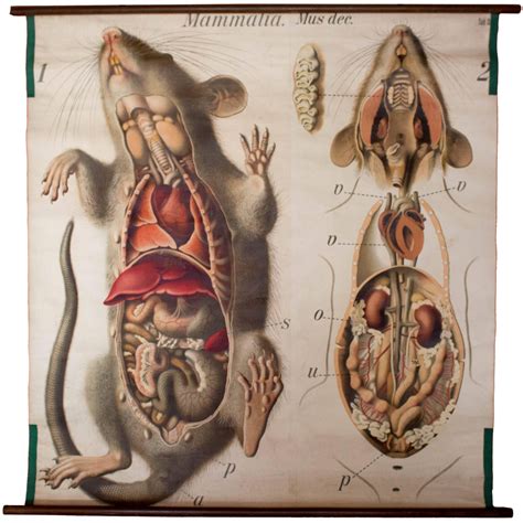 An Old Medical Chart Shows The Human Body And Organs In Front Of A Rat