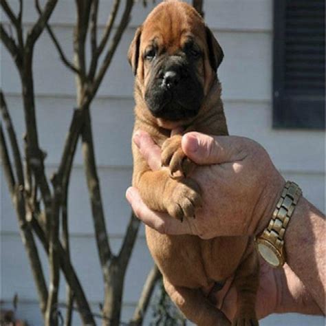 Find bullmastiff puppies for sale on pets4you.com. Bull Mastiff Puppies for Sale | Handmade Michigan