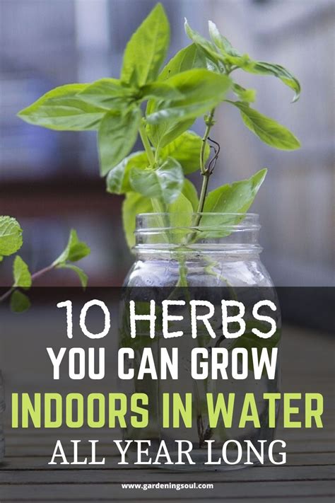 10 Herbs You Can Grow Indoors In Water All Year Long Herbs Indoors