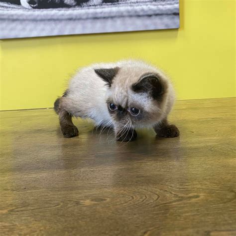 Shorthair Kittens For Sale New York