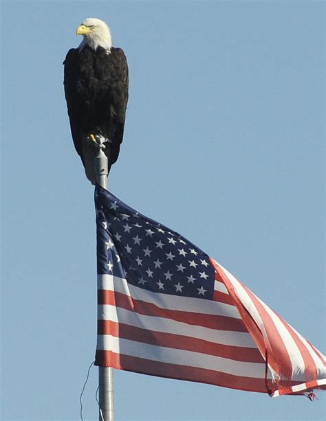 Bald Eagle On American Flag A Photo On Flickriver