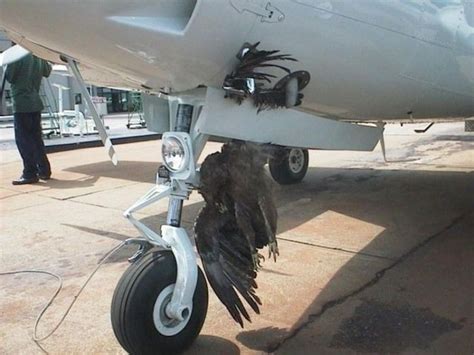 Mid Air Collisions With Birds 25 Pics