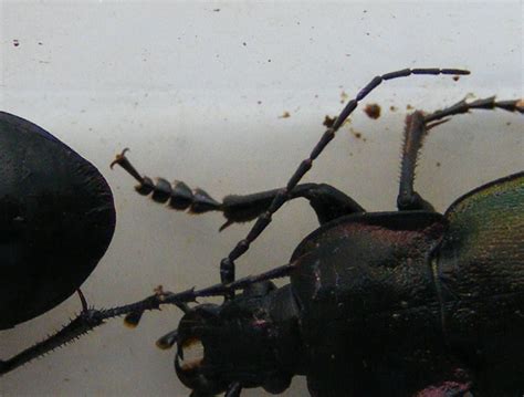 Sex In Ground Beetles
