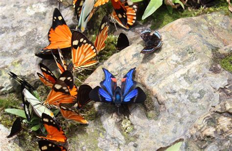 Periander Metalmark Rhetus Periander With Theodora Metal Flickr