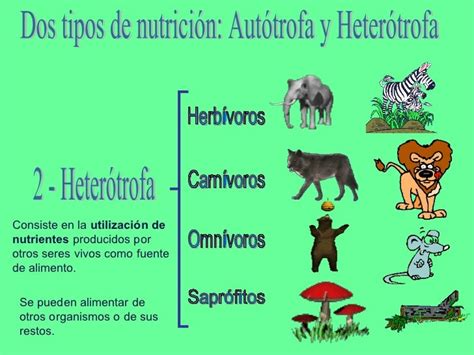 Ciencias 6 Nutrición Autotrofa Y Heterotrofa