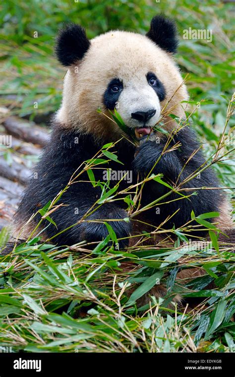 Großer Panda Ailuropoda Melanoleuca Fütterung Auf Bambus Blätter