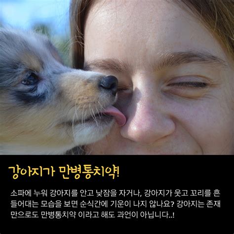강아지 후각 사람의 컨디션도 알아채는 초능력 도그메이트 펫시터 공식 블로그