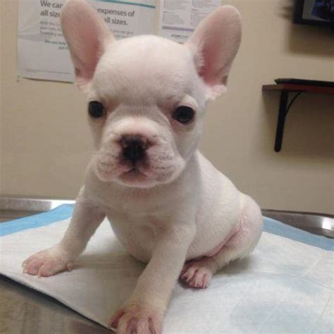 We update regularly, so check back to see the latest additions to our frenchie family and updates. AKC platinum white male French Bulldog for Sale in San ...