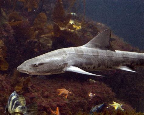 Leopard Shark With Spots Over Its Back Shark Facts And Information