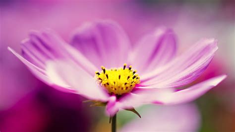 Flowers In Purple Beautiful Wallpapers In High Resolution
