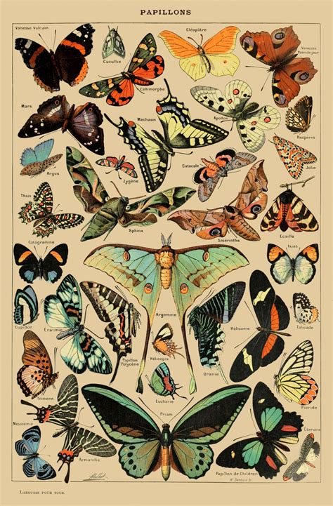 Butterflies Vintage Art Print Free Stock Photo Public Domain Pictures