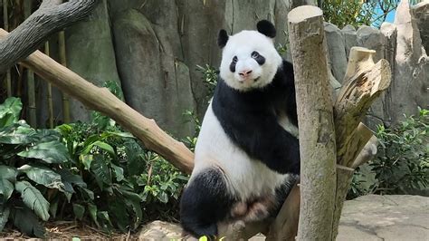 20230517 Giant Panda Kai Kai 凯凯 Eats Lunch River Wonders Singapore 新加坡