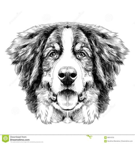 The Dog Head Bernese Mountain Dog Sketch Vector Stock