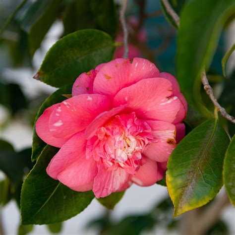 How To Grow Camellias The Home Depot