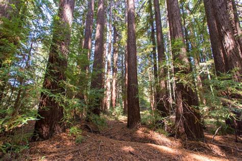 Our Favorite Redwood Hikes In The Bay Area That Arent Crowded