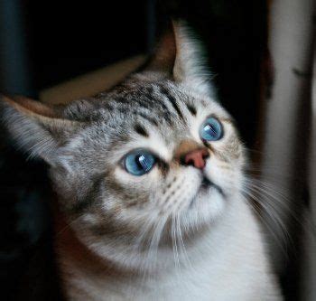 The pecularities of ojos azules cat, breed history, personality and character. Ojos Azules: Ojos Azules is Spanish for "Blue Eyes." The ...