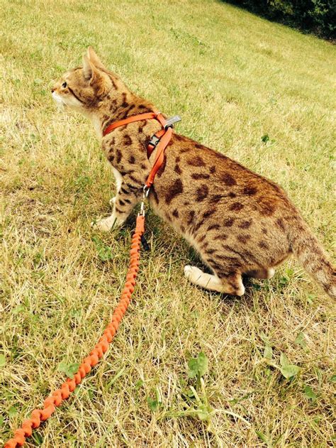 Bengal pet cats absolutely are a. 1971 best Bengal images on Pinterest | Bengal cats ...