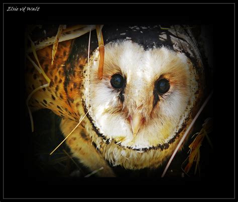 African Grass Owl Owl Owl Photos Beautiful Owl