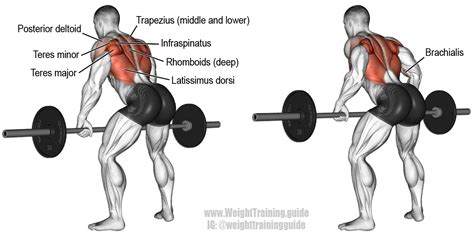 Bent Over Row Muscles Worked Dumbbell Mocksure