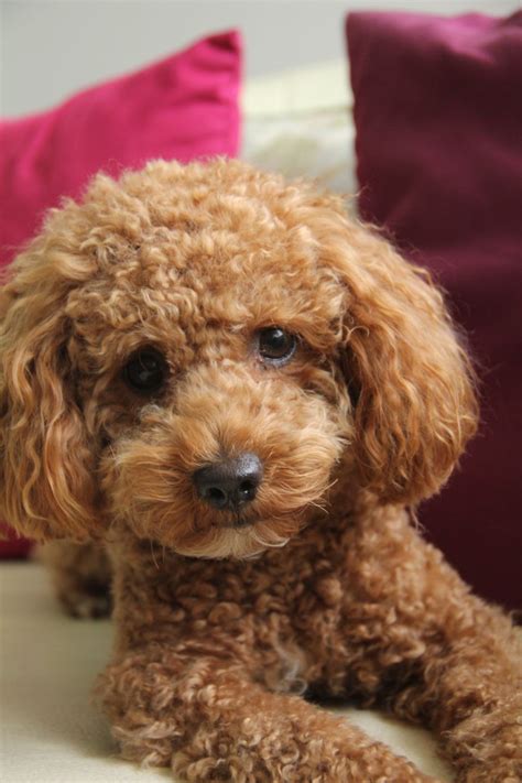 Teddy bear goldendoodles are loved for the many wonderful traits they possess. My lovely puppy Babet! | Red poodles, Poodle hair, Poodle