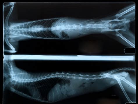 Radiology X Rays South Dartmouth Ma Hidden Brook Veterinary Services