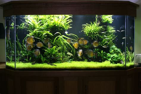 750 liter diskus aquarium mit selbst entworfener rückwand. Discus tank | Süßwasseraquarium, Aquarien, Pflanzen aquarium