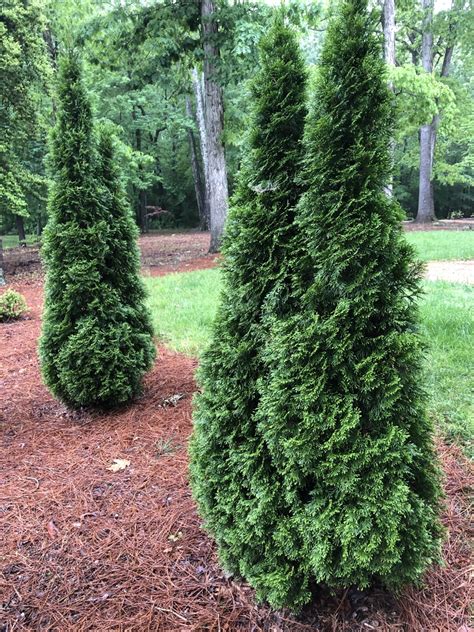 Thuja Occidentalis American Arborvitae Eastern White Cedar Northern