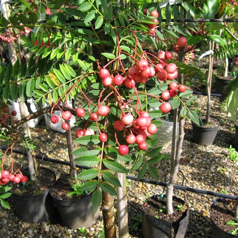 2+ medium trees or 5+ small trees: Sorbus vilmorinii | Vilmorin's Rowan | Ornamental Garden Tree | 5-6ft 5051641007502 | eBay