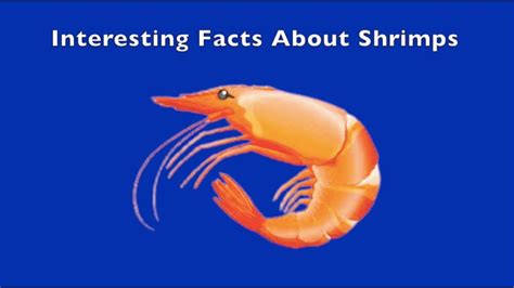 Interesting Facts About Shrimp Youtube