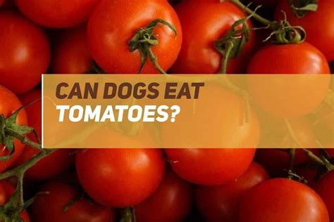 Can Dogs Eat Tomatoes Puppyfaqs
