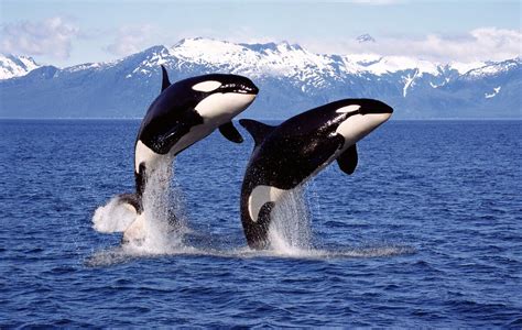¿cómo Se Clasifican Las Orcas Mis Animales
