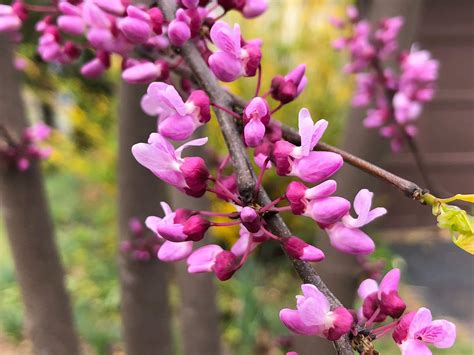 Redbud A Bold And Beautiful Tree With Edible Flowers Eat The Planet