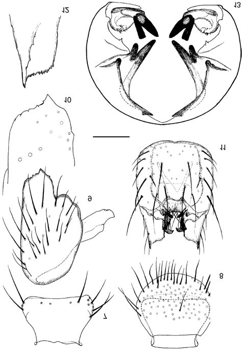 Leptomorphus Ascutellatus Sp N Holotype Male Genitalia 7
