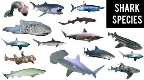Types Of Shark Species Names Of The Most Common Shark Species Youtube