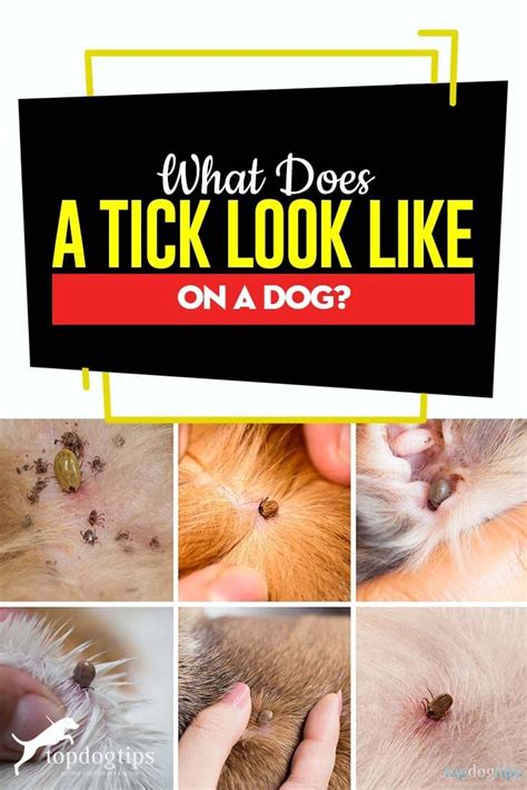 What Does A Tick Look Like On A Dog Tick Repellent For Dogs Tick