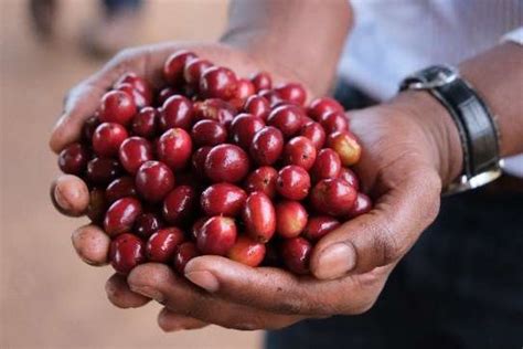 Papua New Guinea Coffee Beans 1kg Roast Shop Coffee